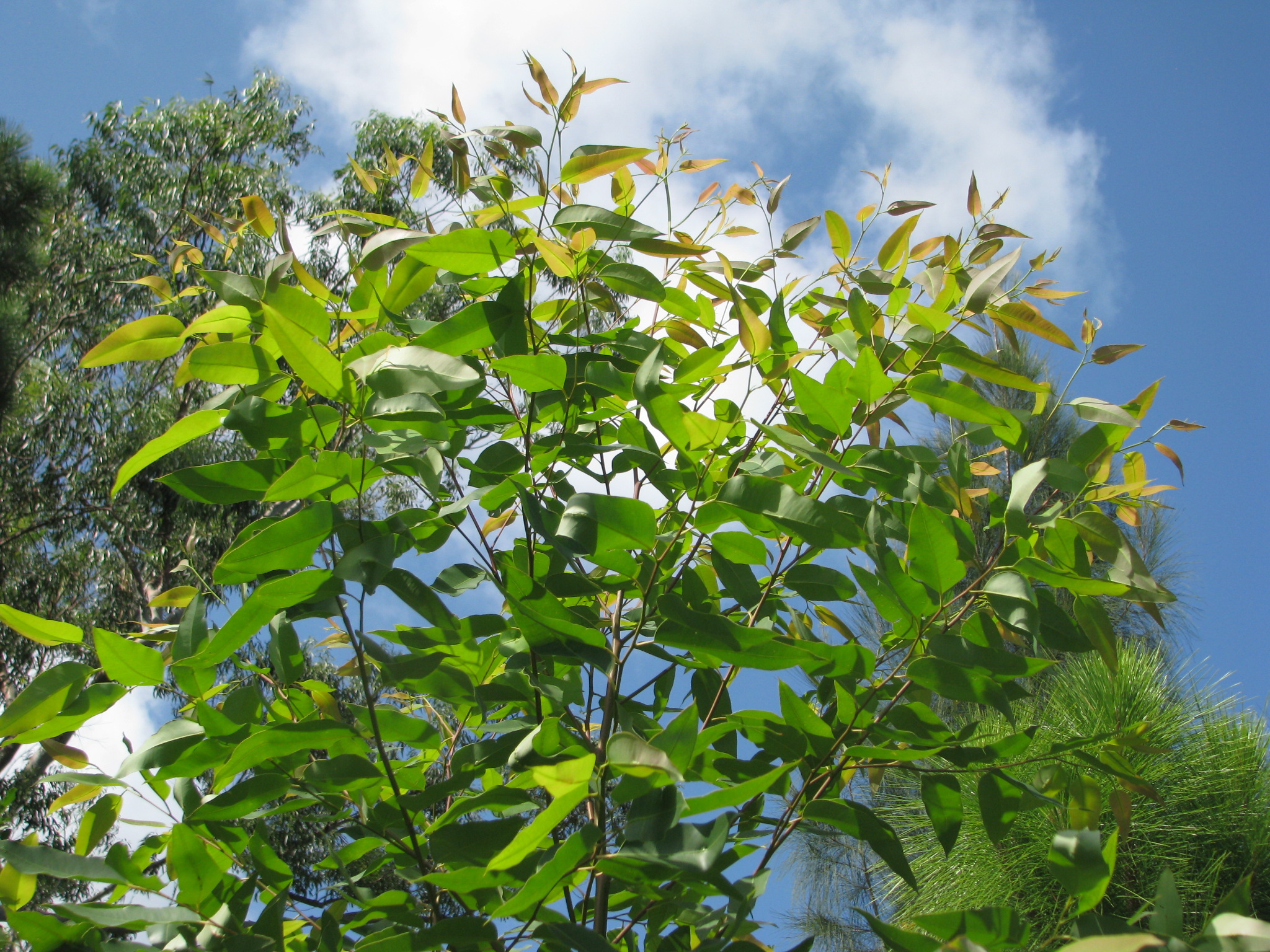 Eucalyptus grandis